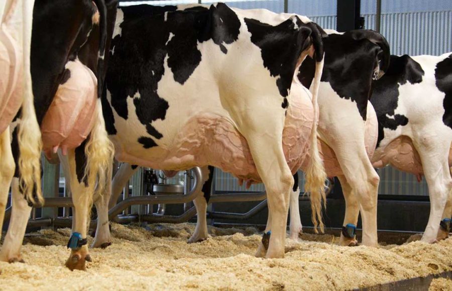 Articulo Enfermedades Metabólicas y Vacas en Transición