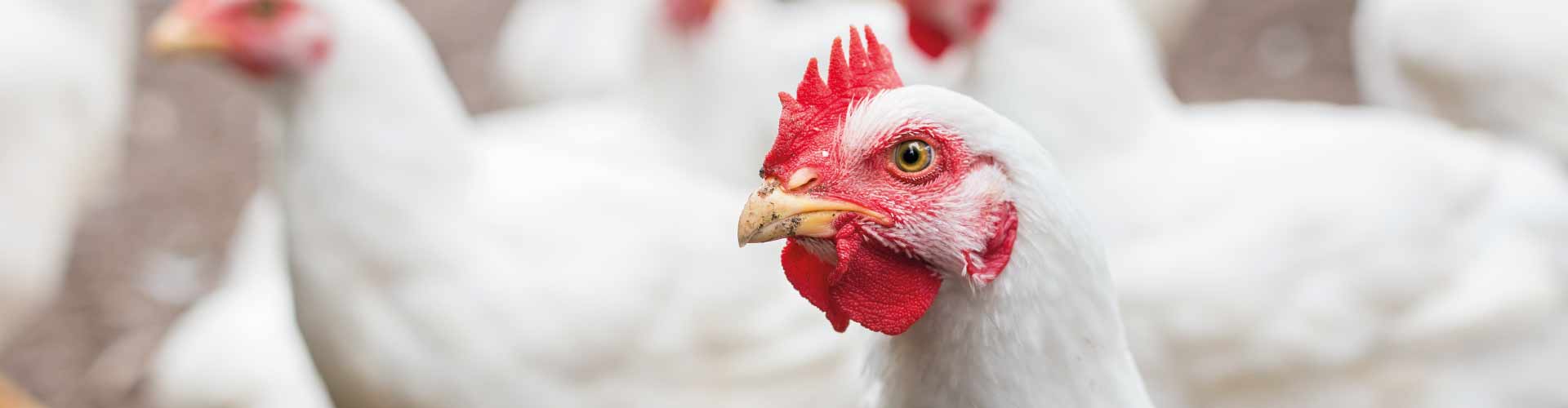 Secure Poultry Agrovet